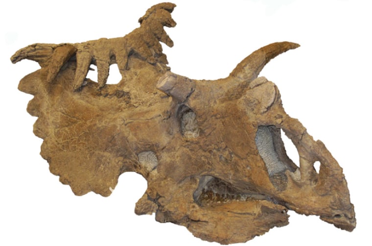 Image:Dinosaur skull
