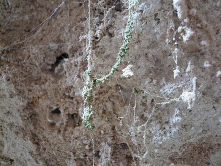 Image: A spiderweb in a cave