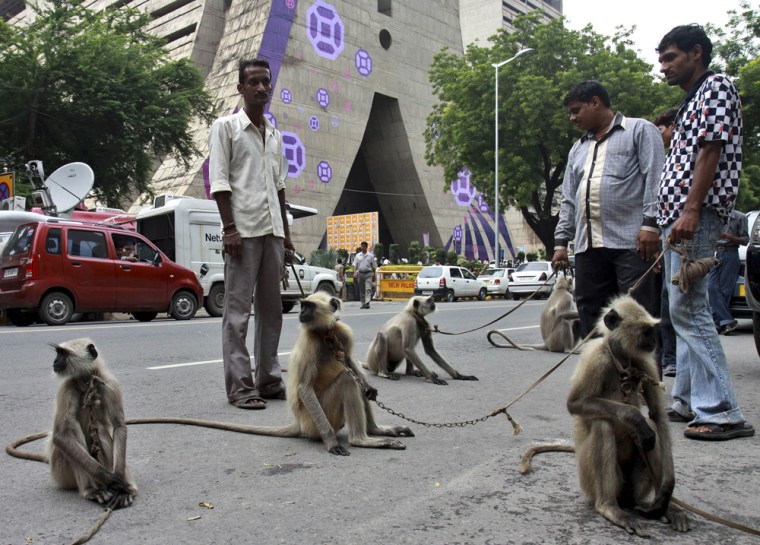 Image: langurs stand on leash held by their owners in front of the Commonwealth Games headquarters