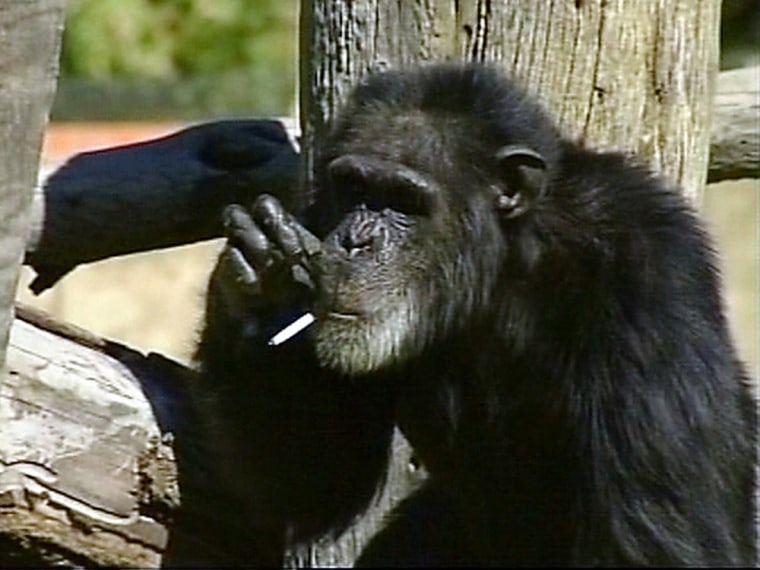 Image: Charlie the chimpanzee