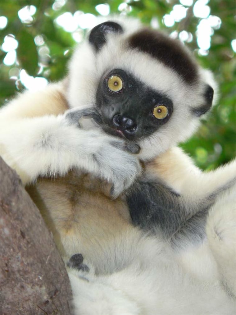 How lemurs (and people?) break the ice