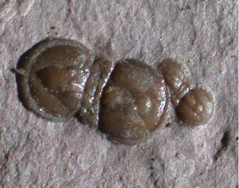 Image: Trilobites