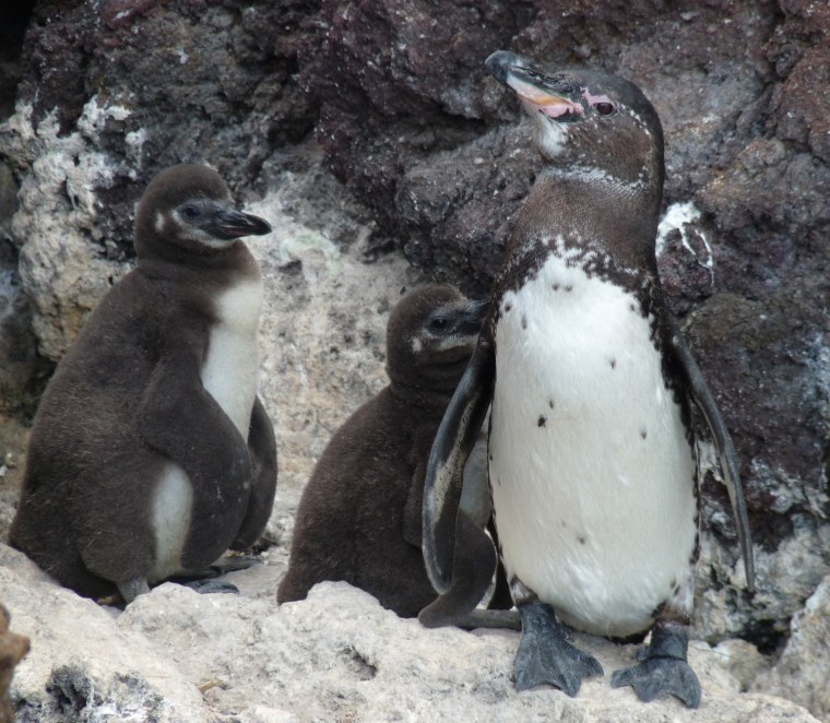 Image: Penguin and her two chicks
