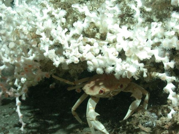 Image: Crab peeks out from coral