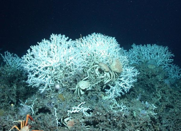 Image: Bottom of coral reef