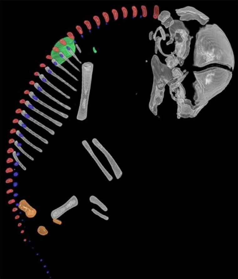 Image: 3-D CT scan of sloth fetus
