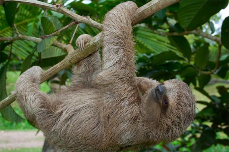 Image: Sloth