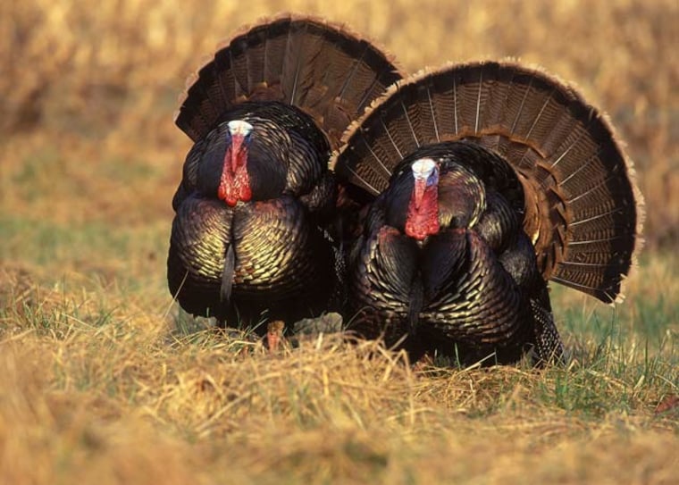 Image: Eastern wild turkeys