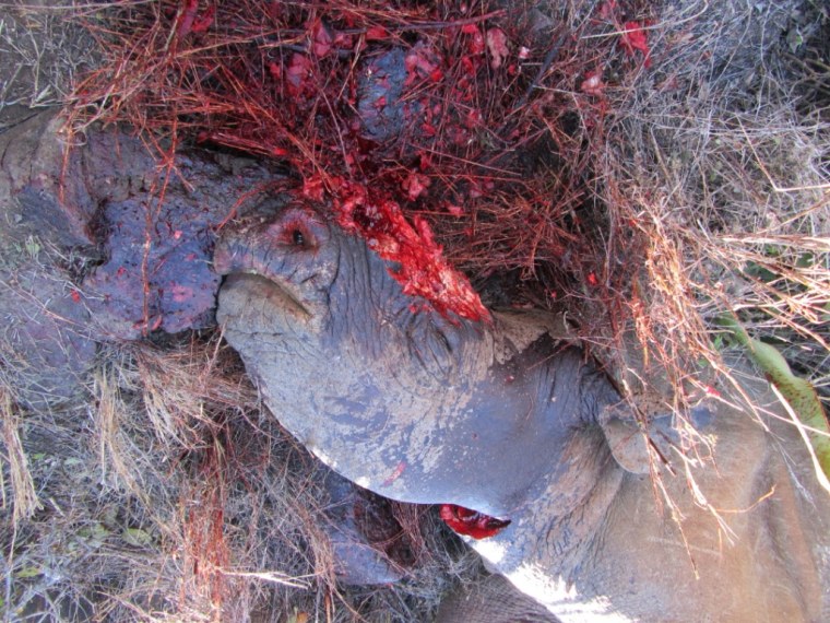 Poachers killed this female rhino, then cut off her two horns.