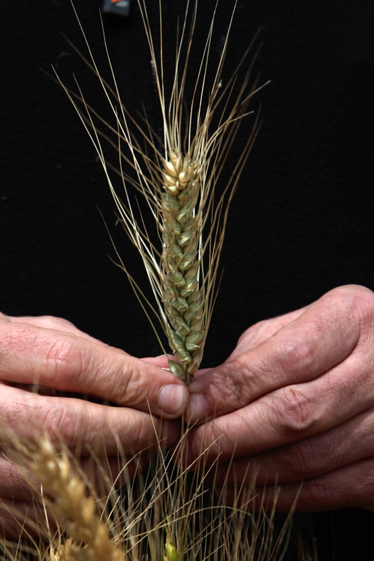 Image: Wheat