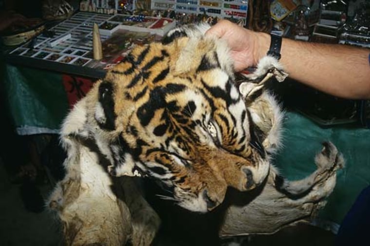 Tiger skins like this one dominate seizures in India and Nepal and are relatively frequent in China, Russia and Indonesia, according to the wildlife monitoring group TRAFFIC.