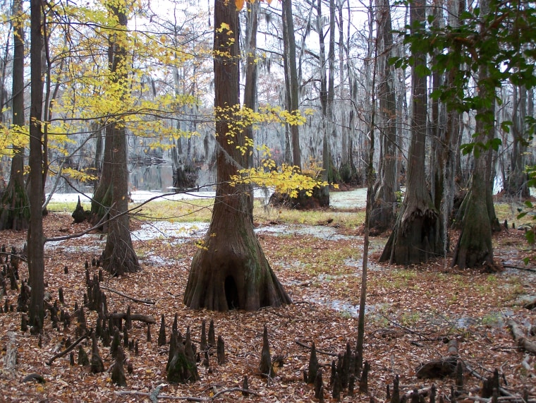 Image: Cypress Swamp