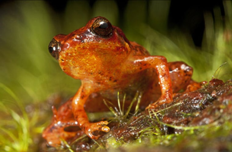 Image: Haitian frog