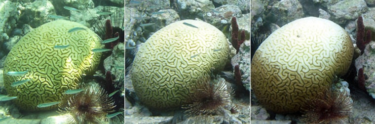 This brain coral off St John, U.S. Virgin Islands, is seen on Aug. 28 (left) when it had started to turn pale. On Sept. 6 (center), it was very bleached. By Sept. 25 (right), it had started to recover. The symbiotic algae that give the corals their color recover more quickly on the sides of the colony, which are not as exposed to direct sunlight.