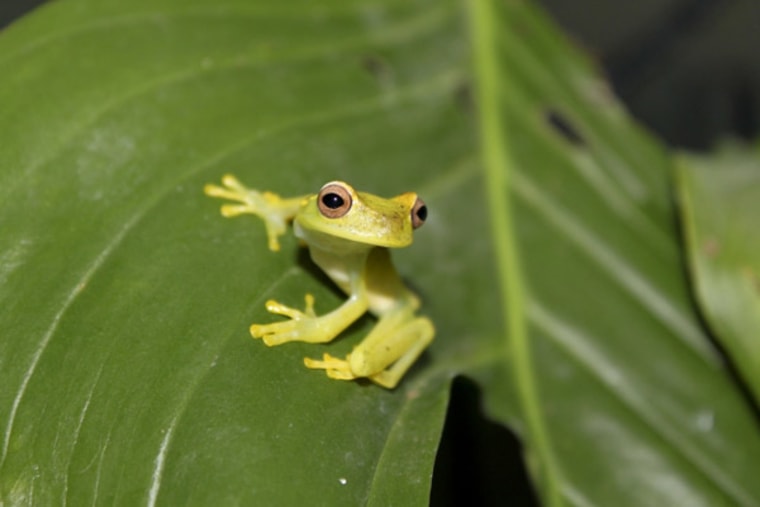 Image: La loma tree frog