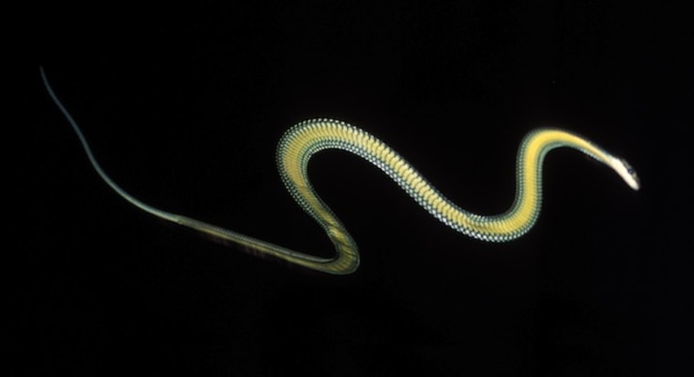 Image: green snake in mid-air