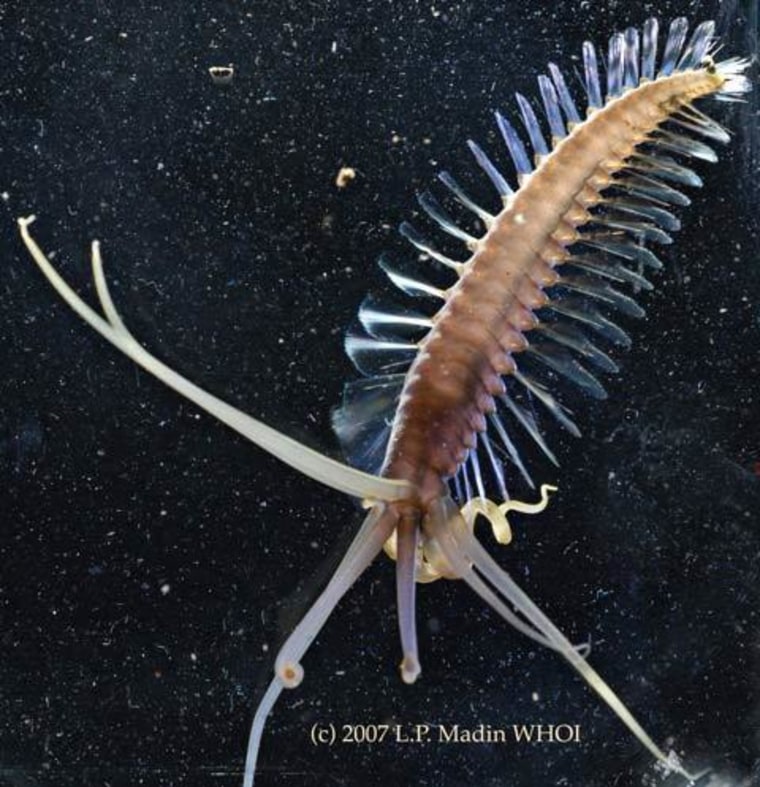 Image: Squid worm