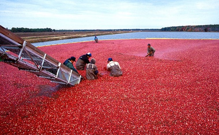Image: Cranberry harvest
