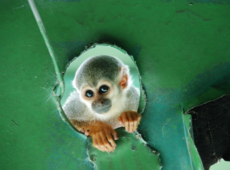 Image: A monkey in Brazil