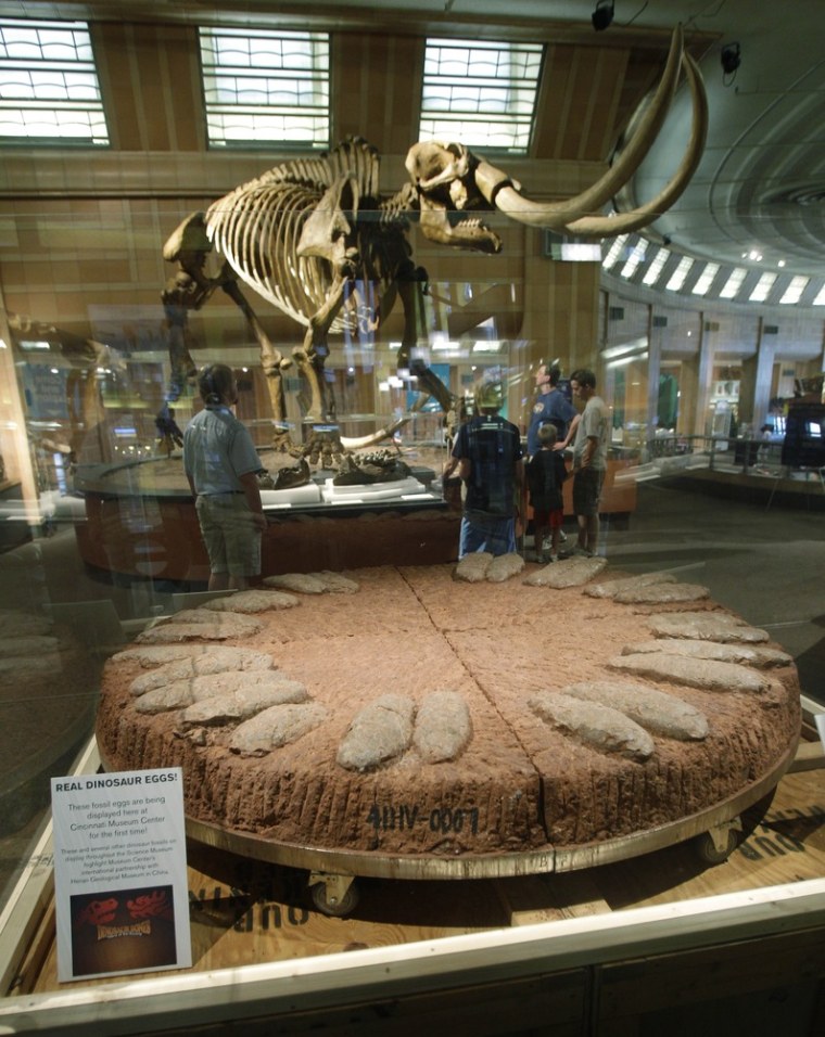 Image: Dinosaur eggs in Cincinnati museum