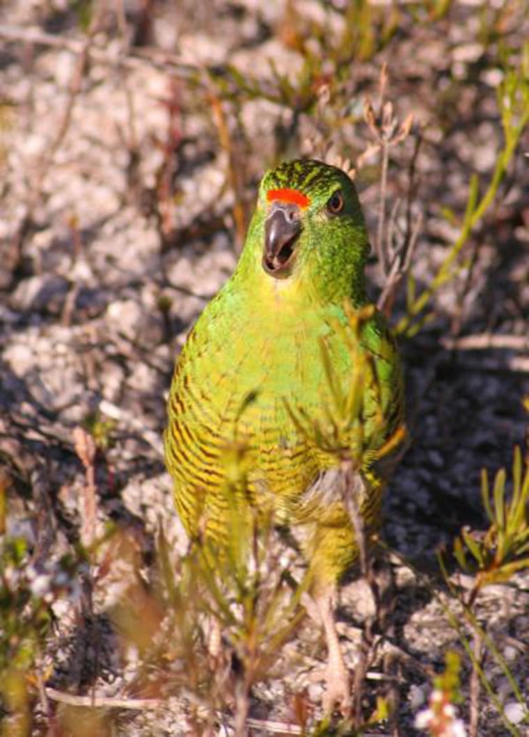 Image: Adult Western gound parrot