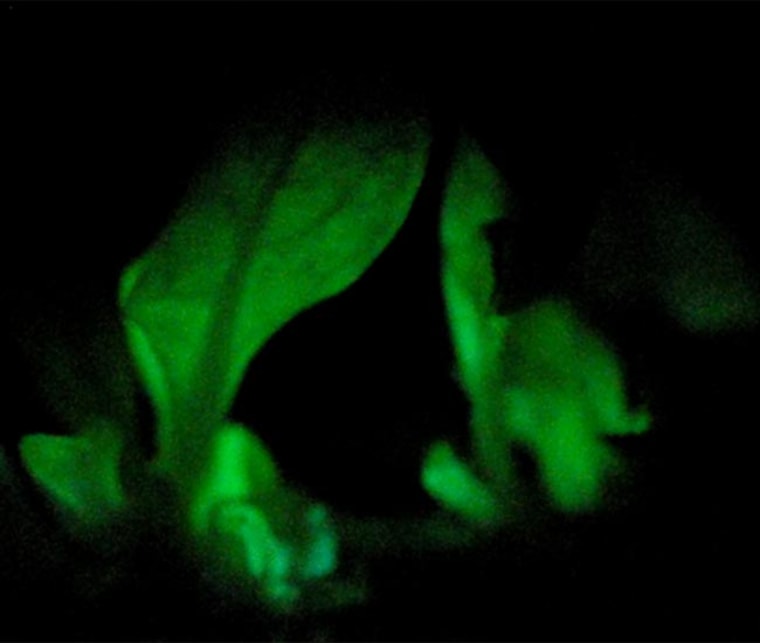Image: Genes glowing from marine bacteria
