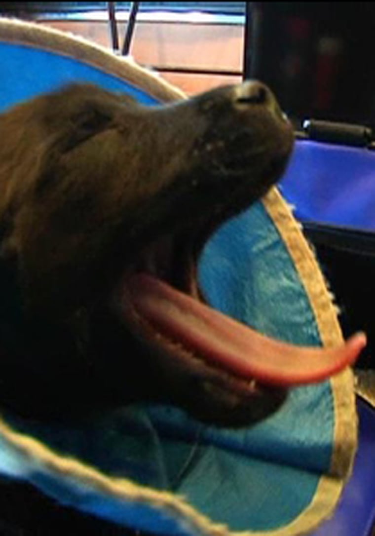 Suny, a Labrador-shepherd puppy, yawns in this undated photo.