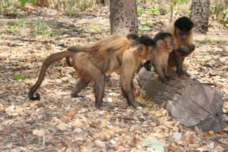Image: Capuchin monkeys