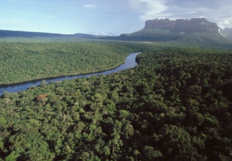 Image: Amazon rain forest