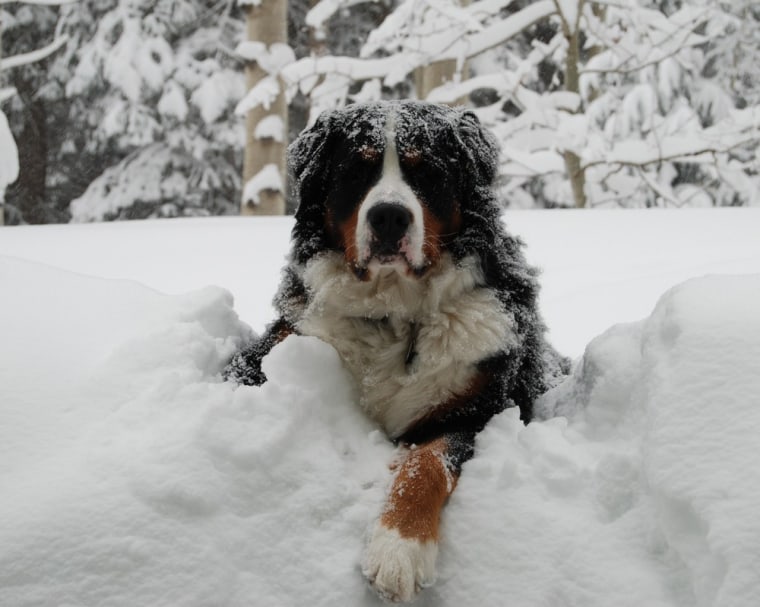 Image: Dog in snow