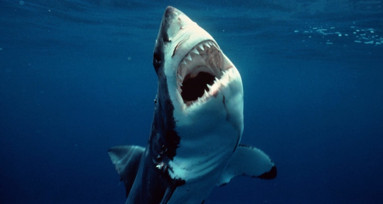 Image: Great white shark