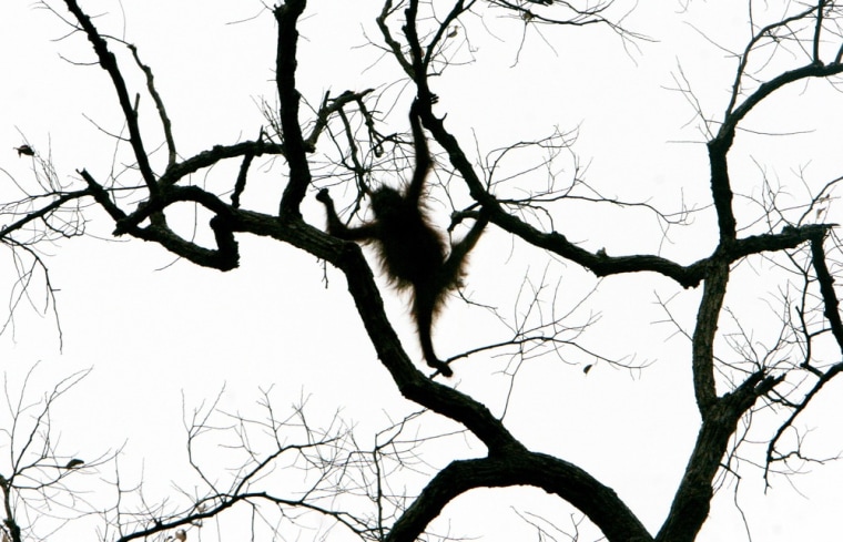 Image: Orangutan