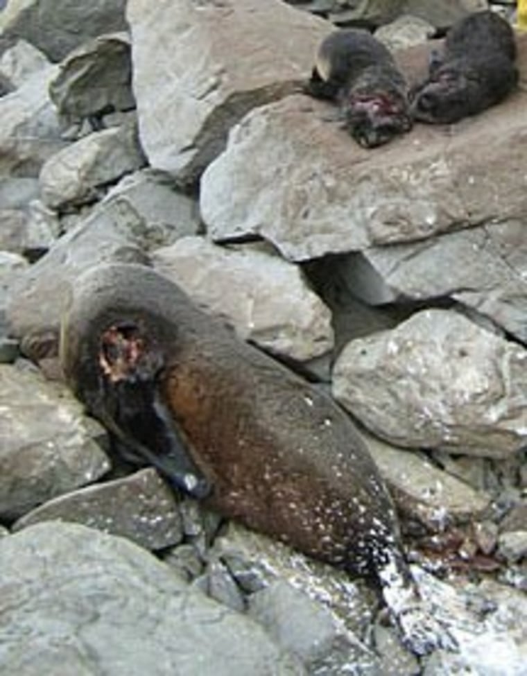 Three of the seals clubbed to death in New Zealand.