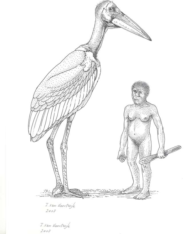 The extinct giant stork Leptoptilos robustus would have dwarfed the "hobbit" Homo floresiensis living on the Indonesian Island of Flores. (artist's impression)