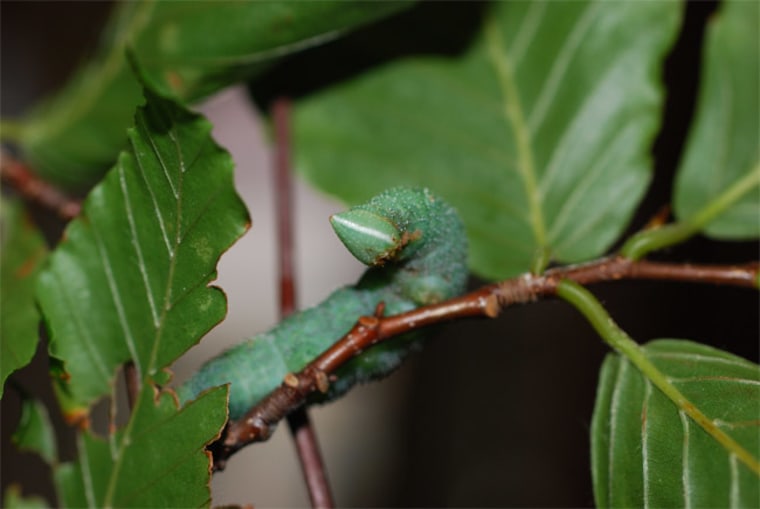 Image: Walnut sphinx caterpillar