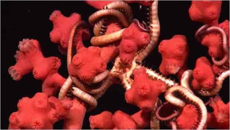 Image: Bubblegum coral