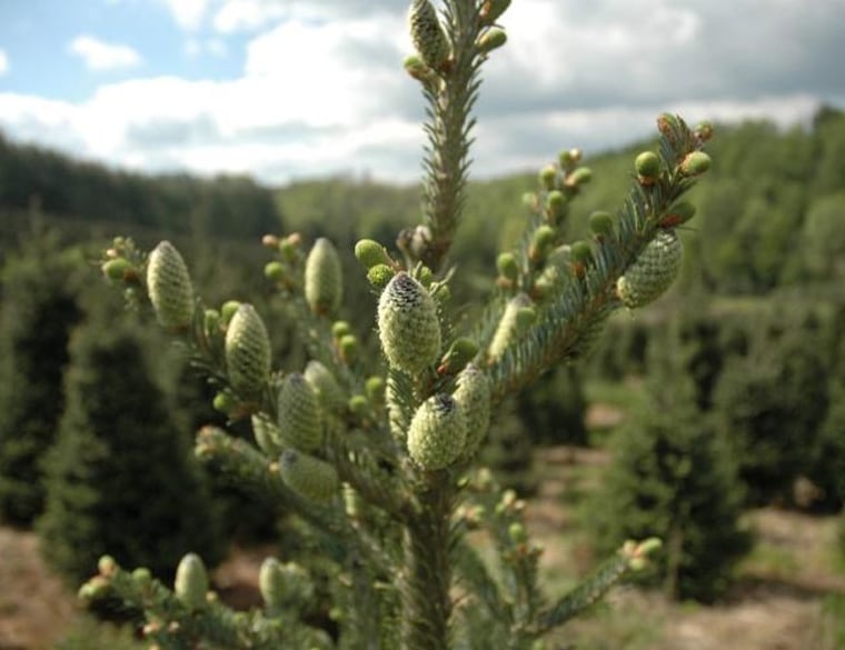 Image: Spring buds for Fraser fir