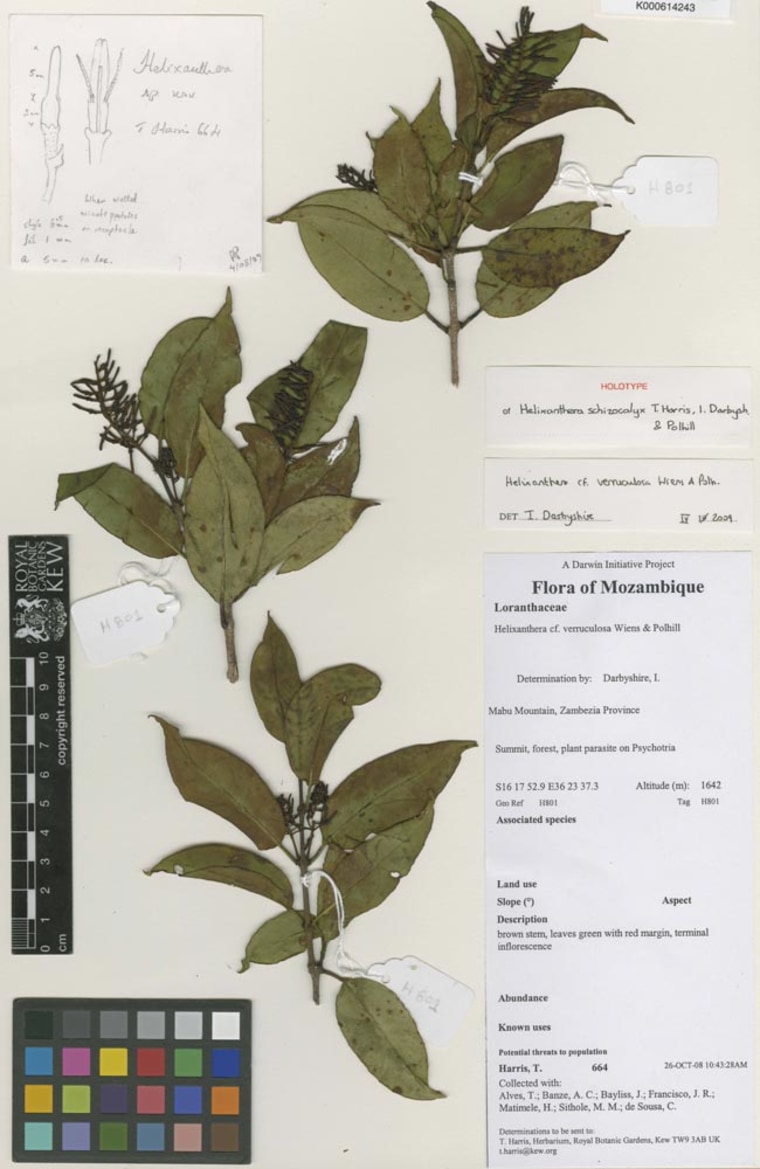 Image: New species of tropical mistletoe