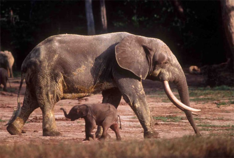 Image: Forest elephants