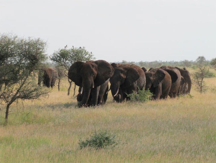 Image: Savanna elephants