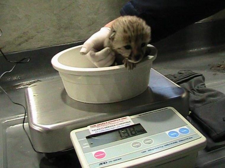Image: Baby cheetah being weighed