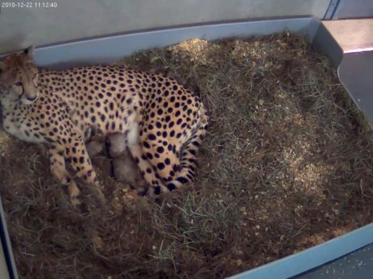 Image: Cheetah cubs nursing