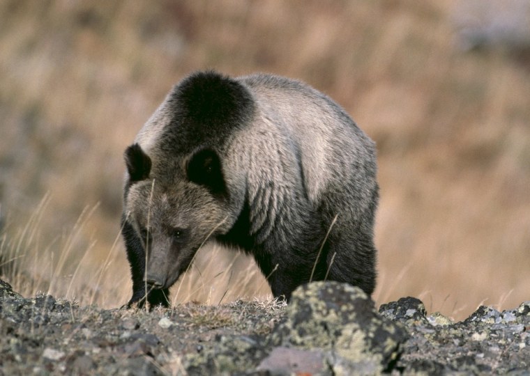 Image: Grizzley bear