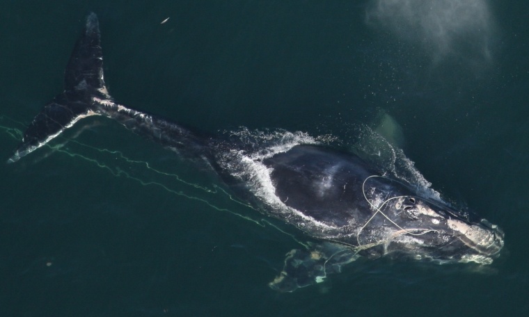 Image: Entangled right whale