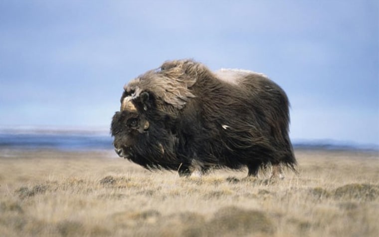 Ox Extinction Humans off the hook for musk ox extinction