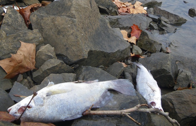 Dead fish are seen along the Arkansas River.