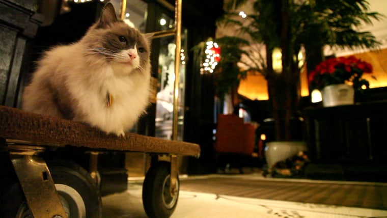 Cat hotel brooklyn best sale