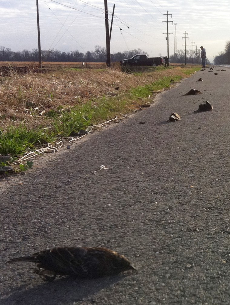 Dead birds along a rural stretch of highway in Louisiana.