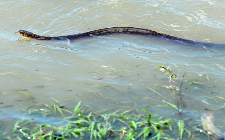 Image: A venomous brown snake is carried by flood waters