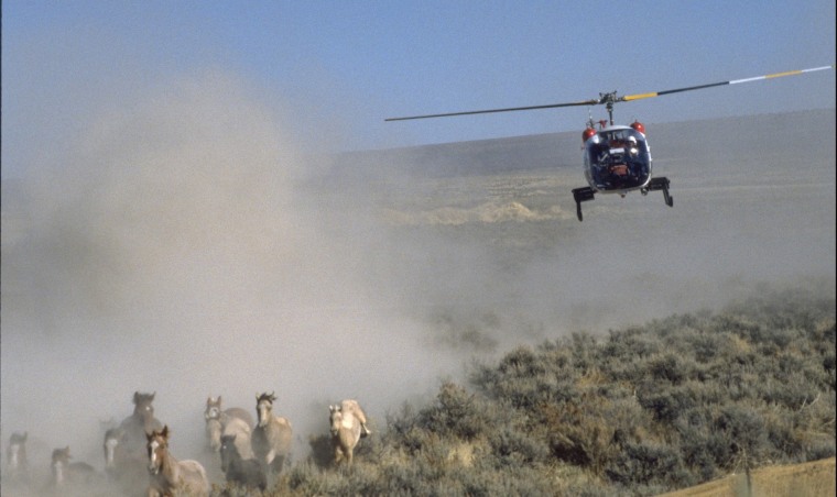 Image: Helicopter rounds up wild horses
